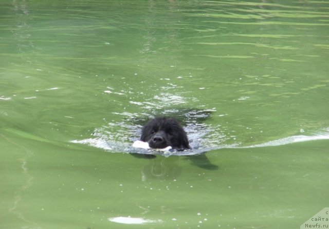 Фото: ньюфаундленд Akin Soul Sofiya (Акин Соул София)