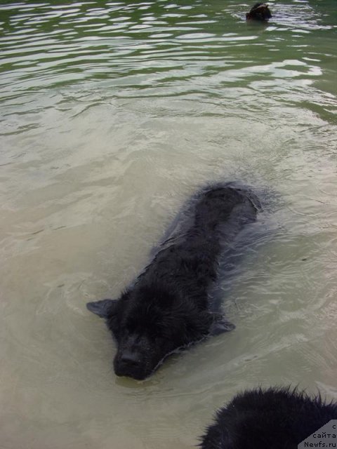 Фото: ньюфаундленд Lesnaya Skazka Lunnaya Sonata (Лесная Сказка Лунная Соната)