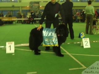 Фото: ньюфаундленд Plyushevaya Panda Elizar (Плюшевая Панда Елизар)