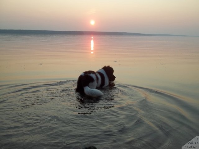 Фото: ньюфаундленд Jan Konkistador (Жан Конкистадор)