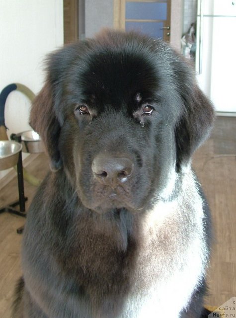 Фото: ньюфаундленд Aquatoriya Kelvin Only Love (Акватория Келвин Онли Лав)