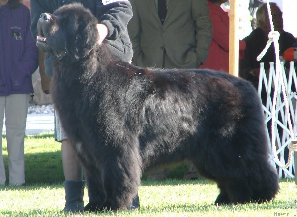 Фото: ньюфаундленд Darbydales Up And At'Em