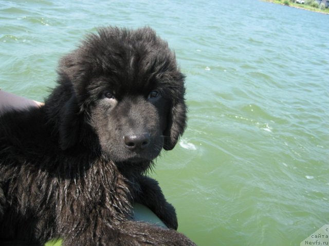 Фото: ньюфаундленд Smigar Jordan Riva (Смигар Жордан Рива)