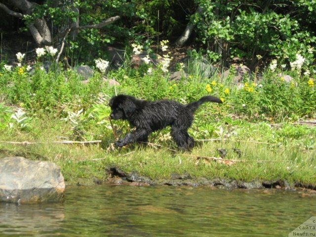 Фото: ньюфаундленд Smigar Jordan Riva (Смигар Жордан Рива)