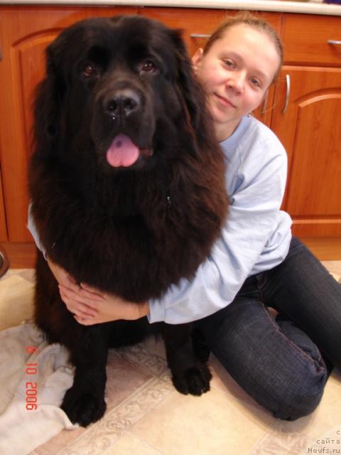 Фото: ньюфаундленд CHansi iz Zolotogo Treugol'nika (Чанси из Золотого Треугольника), Tat'yana Rozanova (Татьяна Розанова)