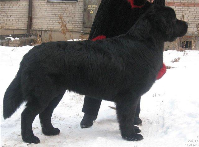 Фото: ньюфаундленд Admiral (Адмирал)