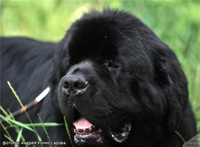 Фото: ньюфаундленд Aquatoriya Kelvin Kilimandzharo (Акватория Келвин Килиманджаро)