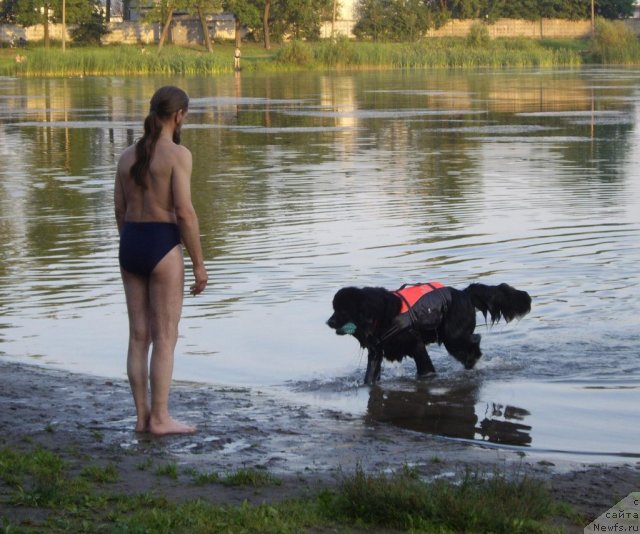 Фото: ньюфаундленд Aquatoriya Kelvin Kadril (Акватория Келвин Кадриль), Aleksandr Jakov (Александр Жаков)