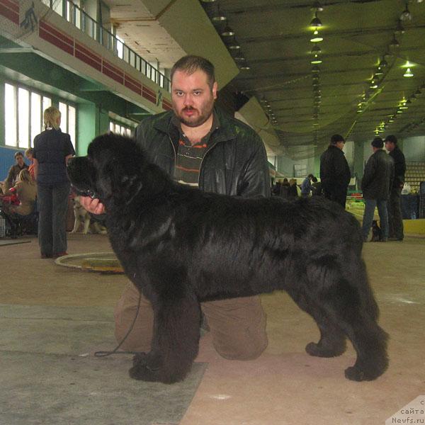 Фото: ньюфаундленд Dodger ot Sibirskogo Medvedja (Доджер от Сибирского Медведя), Kiril Ermakov (Кирил Ермаков)