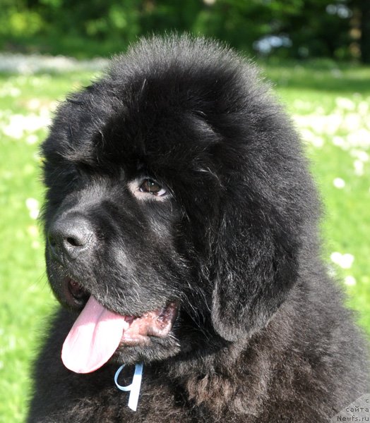 Фото: ньюфаундленд Very Fairweathers X'Got The Rhythm