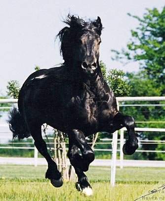 Фото: ньюфаундленд Sent Djons Orfey (Сент Джонс Орфей)
