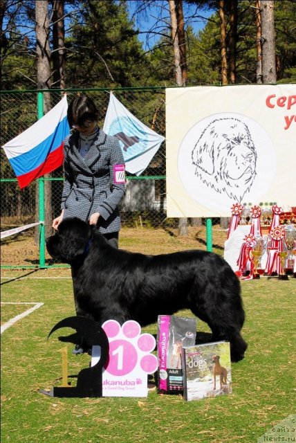 Фото: ньюфаундленд Flagman ot Sibirskogo Medvedja (Флагман от Сибирского Медведя)