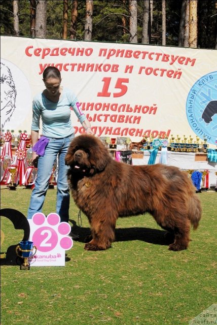 Фото: ньюфаундленд Miluko iz Arkaima (Милуко из Аркаима)