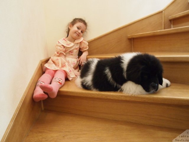 Фото: ньюфаундленд Threeponds Right Way