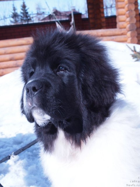 Фото: ньюфаундленд Threeponds Right Way