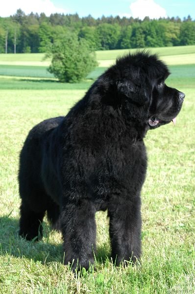 Фото: ньюфаундленд Waterbears Annies Lane