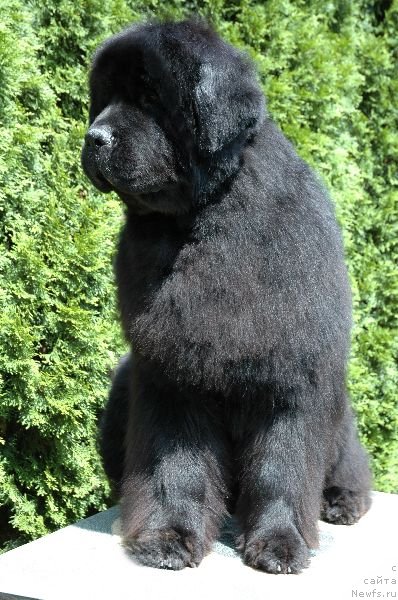 Фотография № 71303