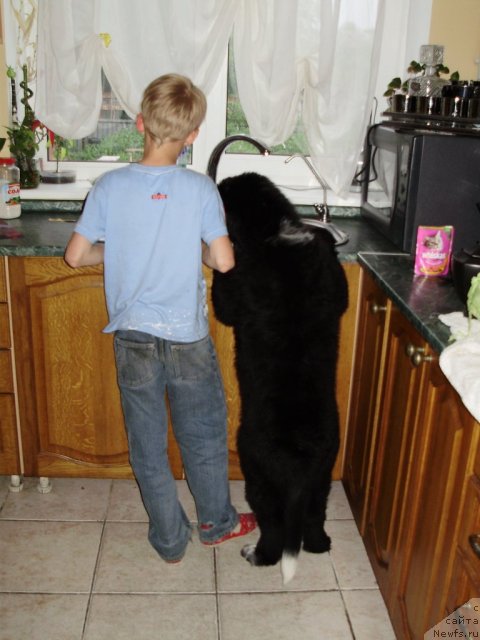 Фото: ньюфаундленд Piternyuf Enigma (Питерньюф Енигма)