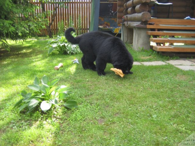 Фото: ньюфаундленд Very Fairweathers X'Got The Rhythm