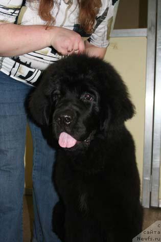 Фото: ньюфаундленд Arh B'yuti Optimist dlya Elenyi (Арх Бьюти Оптимист для Елены)