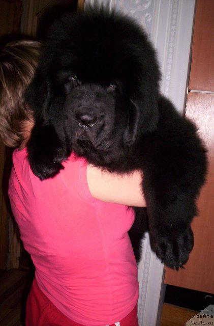 Фото: ньюфаундленд Beguschaya po Volnam Zero Kool (Бегущая по Волнам Зеро Коол)