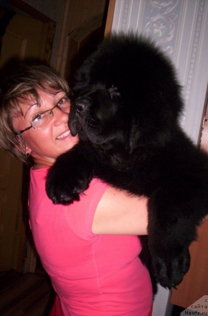 Фото: ньюфаундленд Beguschaya po Volnam Zero Kool (Бегущая по Волнам Зеро Коол), Elena Kuz'mina (Елена Кузьмина)