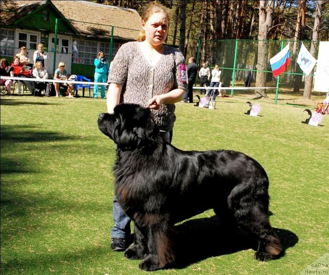Фото: ньюфаундленд Ivan Tsarevich iz Tihogo Omuta (Иван Царевич из Тихого Омута)