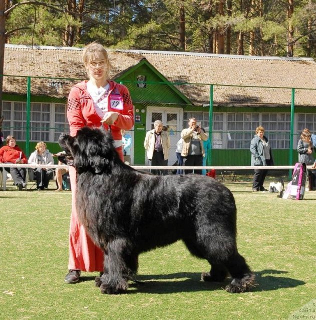Фото: ньюфаундленд Filipp Gold Star (Филипп Голд Стар)
