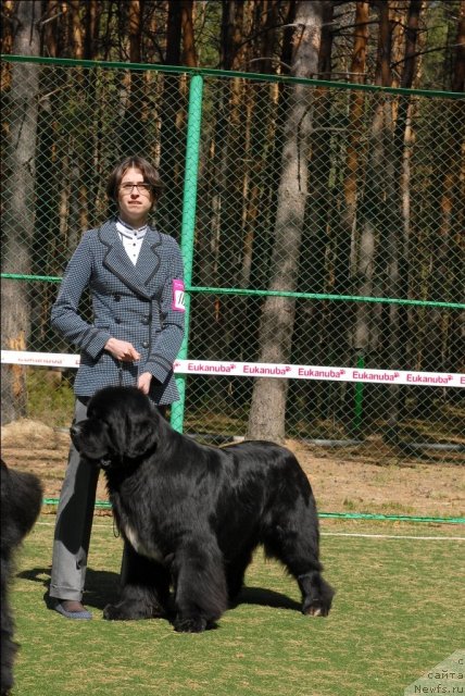 Фото: ньюфаундленд Flagman ot Sibirskogo Medvedja (Флагман от Сибирского Медведя)