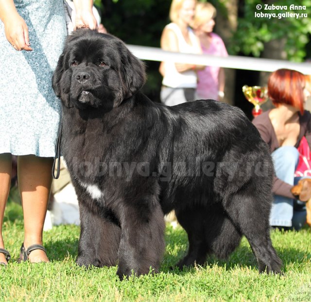 Фото: ньюфаундленд Restayling From SHipmyen (Рестайлинг Фром Шипмэн)