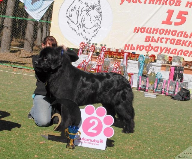 Фото: ньюфаундленд Malaya Medvedica iz Plemeni Kedra (Малая Медведица из Племени Кедра)