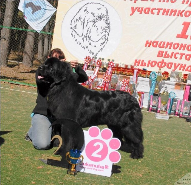 Фото: ньюфаундленд Malaya Medvedica iz Plemeni Kedra (Малая Медведица из Племени Кедра)