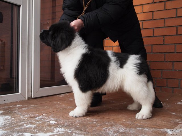 Фотография № 71416