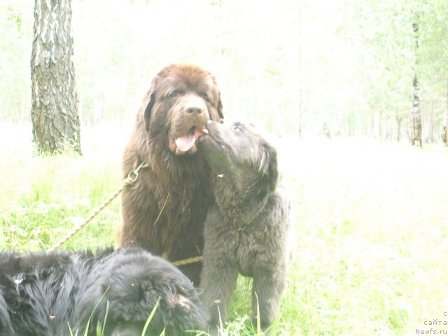 Фото: ньюфаундленд CHernyiy SHarm Amber Best Dog FO Marleon (Черный Шарм Амбер Бест Дог ФО Марлеон), ньюфаундленд Akvamarinovaya Krasotka dlya Marleon (Аквамариновая Красотка для Марлеон)