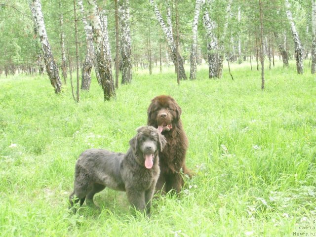 Фото: ньюфаундленд CHernyiy SHarm Amber Best Dog FO Marleon (Черный Шарм Амбер Бест Дог ФО Марлеон), ньюфаундленд Akvamarinovaya Krasotka dlya Marleon (Аквамариновая Красотка для Марлеон)