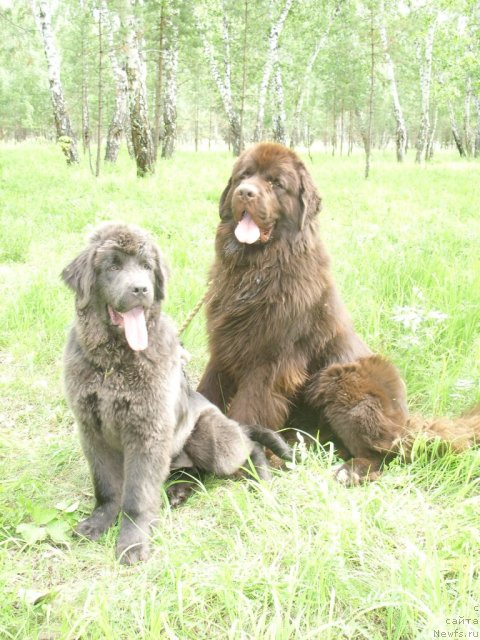 Фото: ньюфаундленд CHernyiy SHarm Amber Best Dog FO Marleon (Черный Шарм Амбер Бест Дог ФО Марлеон), ньюфаундленд Akvamarinovaya Krasotka dlya Marleon (Аквамариновая Красотка для Марлеон)