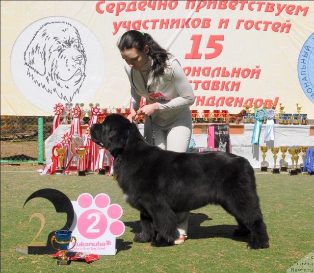 Фото: ньюфаундленд Radmila Vialiki Miadzvedz