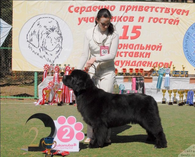 Фото: ньюфаундленд Radmila Vialiki Miadzvedz