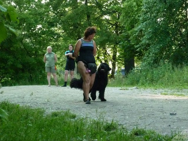 Фото: ньюфаундленд Tselogo Mira Malo iz Arkaima (Целого Мира Мало из Аркаима), Anna Kovalyova (Анна Ковалёва)