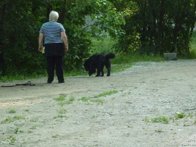 Фото: ньюфаундленд Cedarbecks Prince Stephen, Galina Saryicheva (Галина Сарычева)