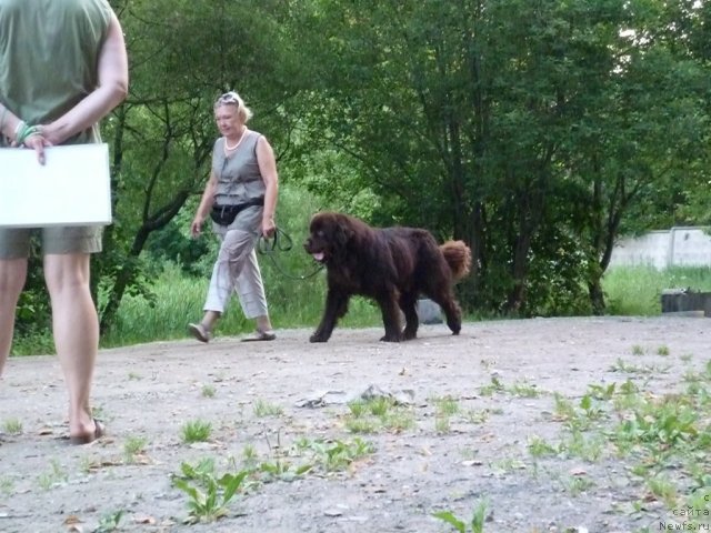 Фото: ньюфаундленд Fann'yuf Ura YA s Vami (Фанньюф Ура Я с Вами), Tat'yana Konstantinova (Татьяна Константинова)