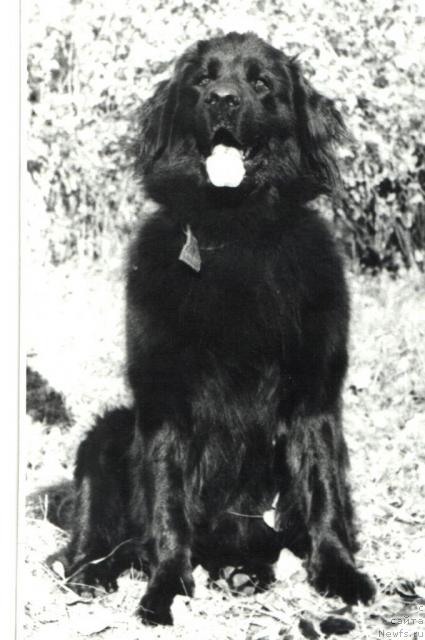 Фото: ньюфаундленд E'Hyeppi Ulgryem Botsveyn (Е'Хэппи Улгрэм Ботсвейн)