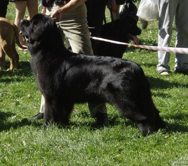 Фото: ньюфаундленд Aquatoriya Kelvin Kadril (Акватория Келвин Кадриль)