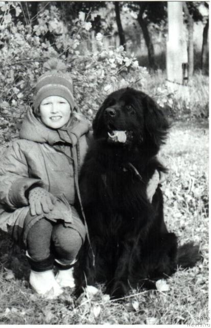 Фото: ньюфаундленд E'Hyeppi Ulgryem Botsveyn (Е'Хэппи Улгрэм Ботсвейн)