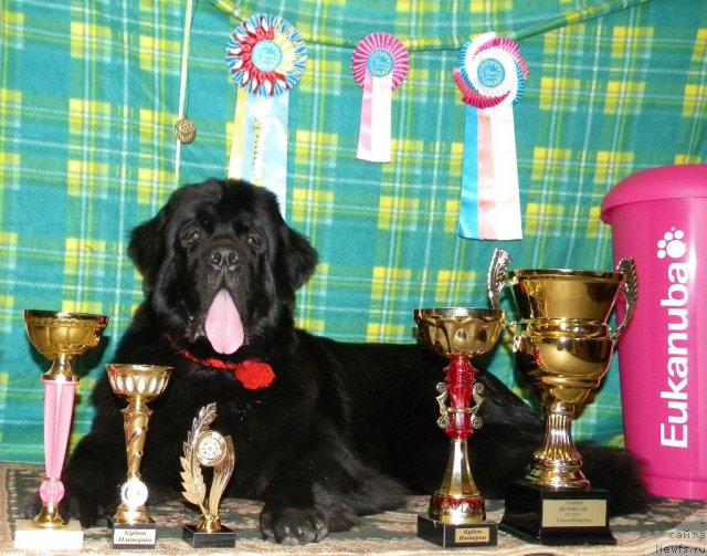 Фото: ньюфаундленд Aquatoriya Kelvin Kadril (Акватория Келвин Кадриль)