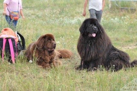 Фото: ньюфаундленд CHansi iz Zolotogo Treugol'nika (Чанси из Золотого Треугольника), ньюфаундленд Chernyi Sharm Angel'skaya Krasota (Черный Шарм Ангельская Красота)