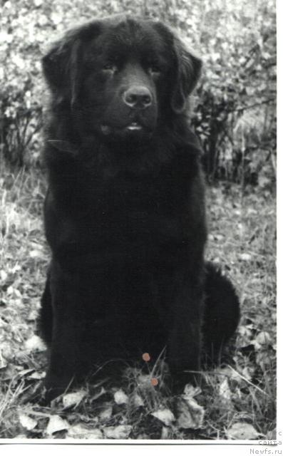 Фото: ньюфаундленд E'Hardi Ulgryem Botsveyn (Е'Харди Улгрэм Ботсвейн)