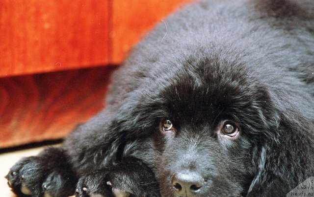 Фото: ньюфаундленд Vojdi Atlantidyi Gabbi (Вожди Атлантиды Габби)