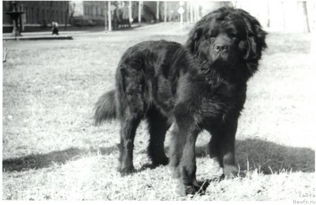 Фото: ньюфаундленд E'Hardi Ulgryem Botsveyn (Е'Харди Улгрэм Ботсвейн)