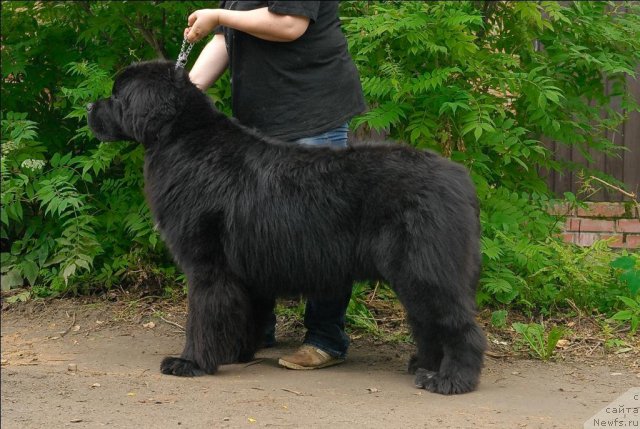 Фото: ньюфаундленд Sent Djons Forrest Gump (Сент Джонс Форрест Гамп)